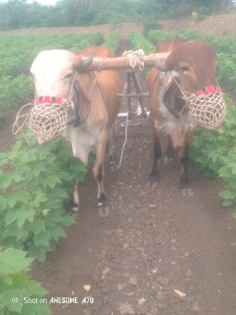 ગોઢલા વેચવાના છે.