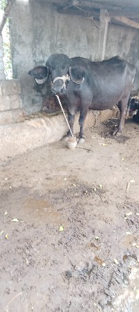 વેચવાની છે