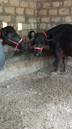 બે ભેસુ વેચવાની છે