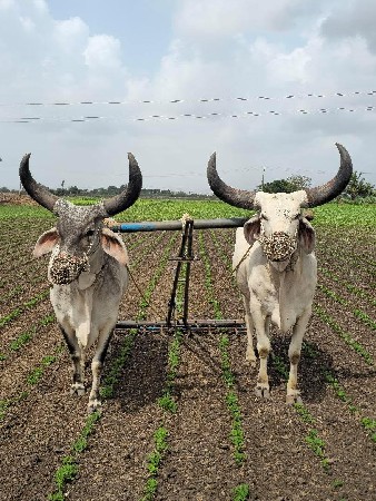 બળદ  વેચવાના છે