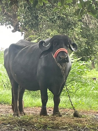 બીજા વેતર ની ખડેલી વેચવી છે