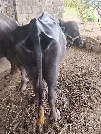 ભેંશ વેચવા ની છે