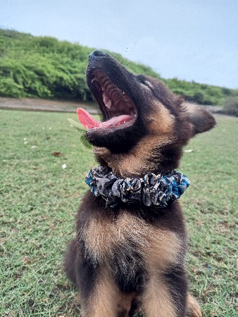 🐶 જર્મન શેફર્ડ (Female Dogs)