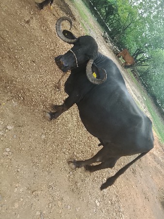 ત્રીજુ વેતર