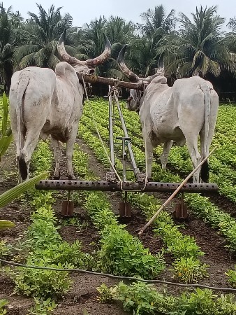 આદમ.  ભાઈ.    ભાટા