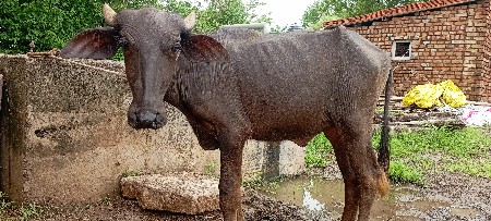 પાડી વેચવાની છે