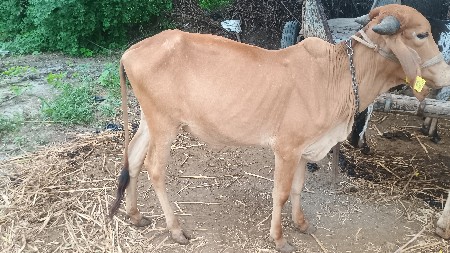 ઓળખી