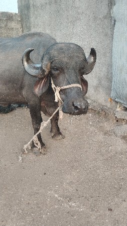 ખડેલી વેચવાની છે