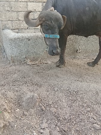 ભેંસ વેચવાની છે