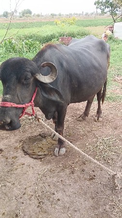 ખડેલુ
