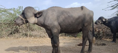 બે દાતે છે