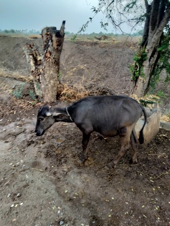 padi devani che