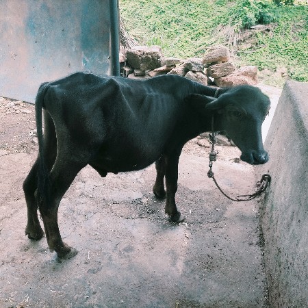 જાફરાબાદી પાડો