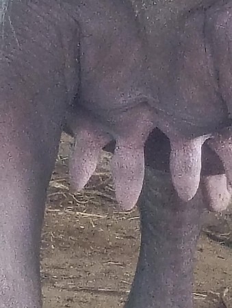 પેલવેતરી ખડેલી  વેસવાની  છે.