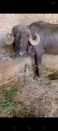 ખડાઇ ગાભણ છે