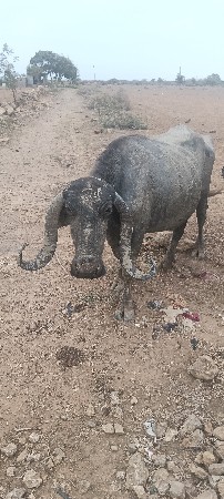 બે ભેંસ વેચવાની છે