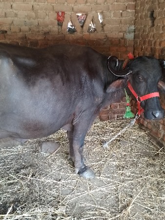 બીજું ખડેલી વેચવાની છે