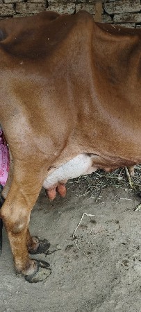 આ ગાય વેચવાની છે દોવામાં સાવ સોજીસ