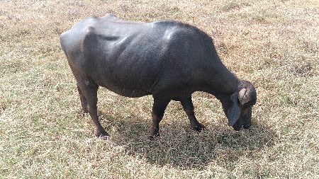 ભેંસ વેચવાની છે