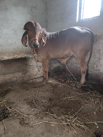 ગીર મુંડા વાછરડી ૨ વેસવાની છે