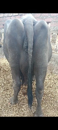બે ભેંસ ચે બેય 3વેતર માં