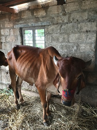ગોઢલો વેસવા નો સે