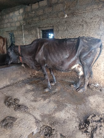 ગાય વેચવાની સે સાવ સોજી સે