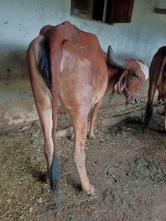 ગાય વેસવાની સે