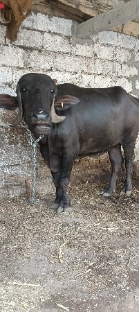 અંખડ ખડેલી વેસવાની છે