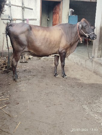 બે ગાયુ વેચવાની છે
