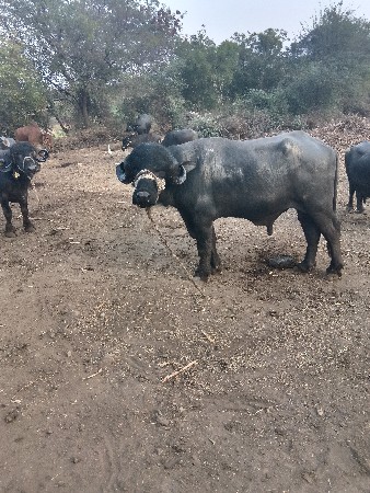 આ પાડો વેચવા નો છે