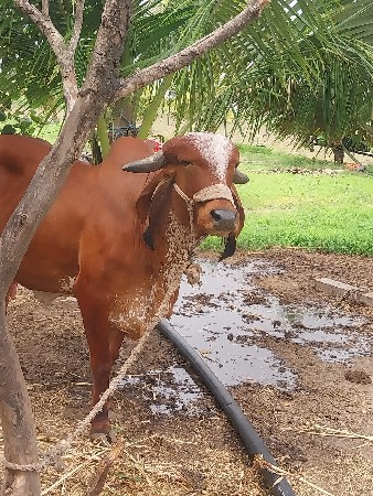 ઓળખી વેચવાની