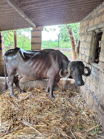 ભેસ વેચવાની છે