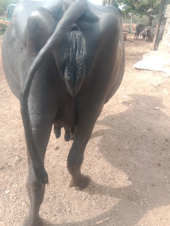 વેચવાની છે ભેંસ