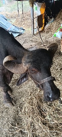 વેચવા ની છે