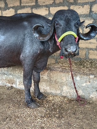 સાટાપણકરવાનાછે