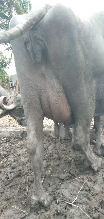 આ ભેંસ વેચવાની છે.