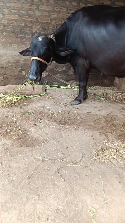 બીજૂ, વેતર