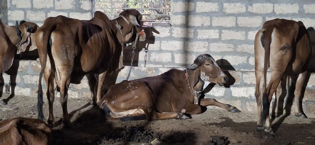 ગીર. ગાય હોઙકૂ