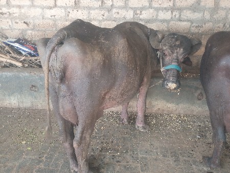 ભેસ વેચવા નિ છે