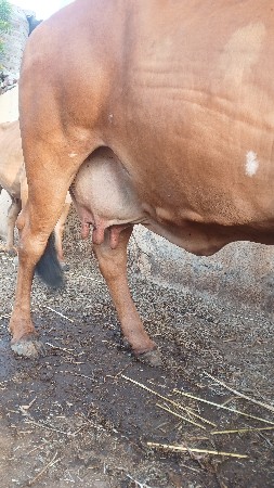 3.   વેતર
