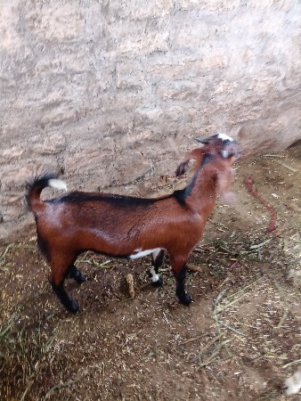 આ બકરો વેચવાનો છે