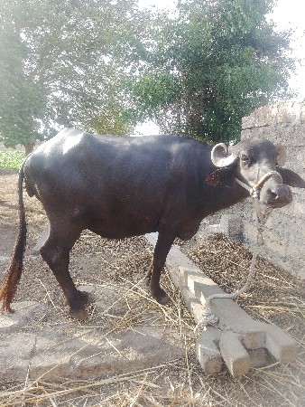 ખડેલી વેચવાની છે