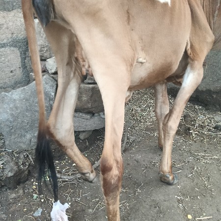કાઠીનું જયપુર રાજકોટ ની બાજુમાં