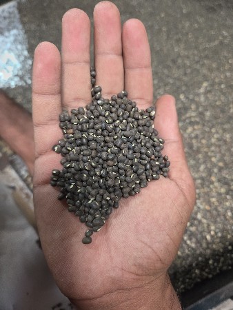 અડદનું બિયારણ