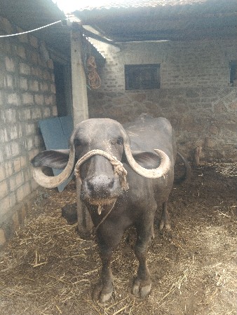 ડેર ધામિક મહેશભાઇ