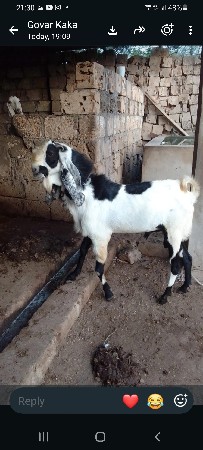 બીટલ  બકરો