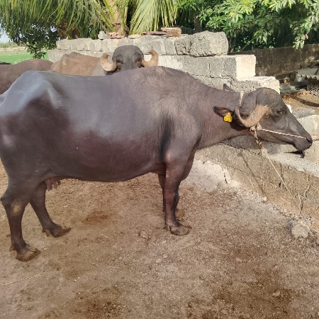 ભેસ વેસવાની