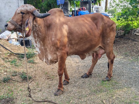 ગાય વેચવાની છે