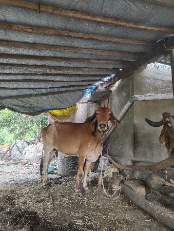 4.5 મહિના ગાભણ સે